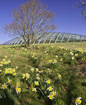 A huge glasshouse behind a field of daffodils on a sunny day.