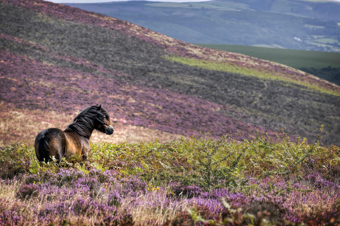 A wild pony standing in the heather on the side of a hill.