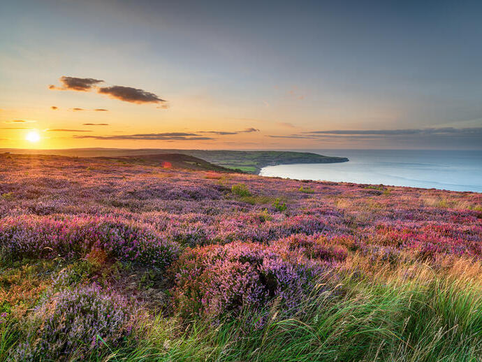 1481844023. Sunset over heather in bloom Ravenscar towards Robin Hoods Bay North York Moors
