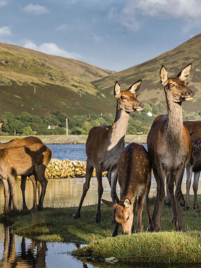 A herd of deer near a lake