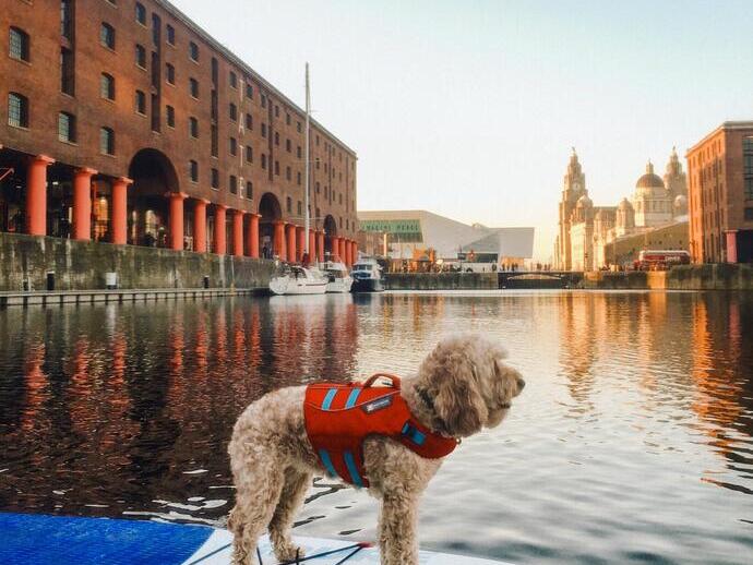 Dog in a life jacket on a paddle-board on water in a dock surrounded by buildings