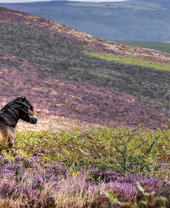 Un caballo vagando por el brezo púrpura en el campo.
