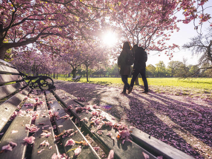 Man and woman walking in a park with pink spring blossom on the trees