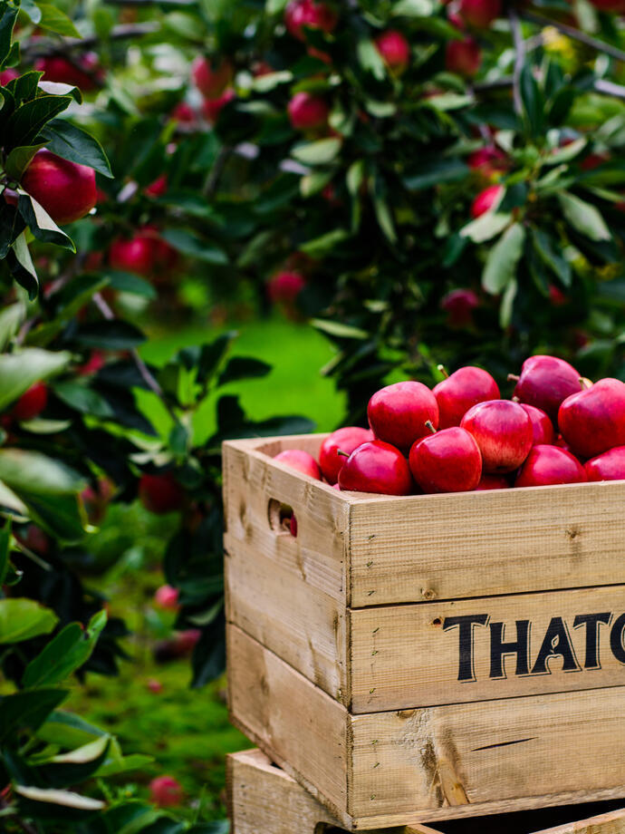 A wooden box filled with apples in an orchard