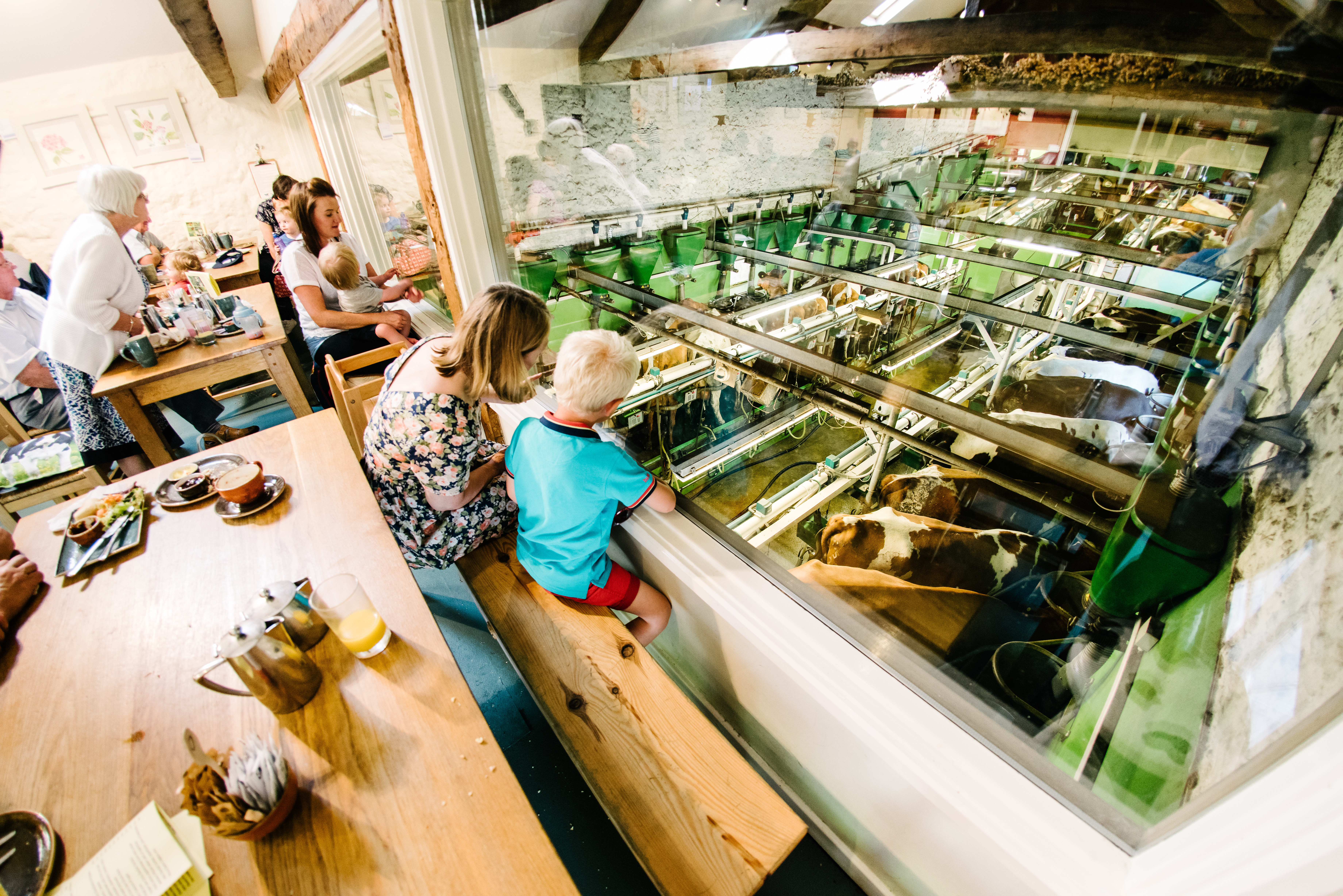 A tour group watching cows being milked at Low Sizergh Barn