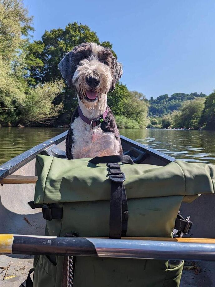 A dog sitting on a canoe meandering down a river.