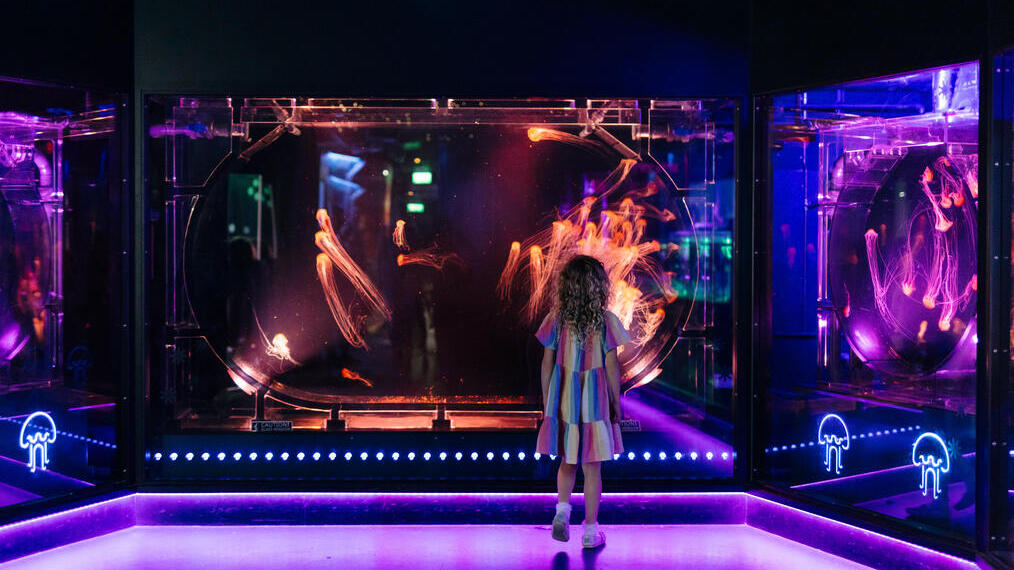 A girl stands looking at a tank with jellyfish