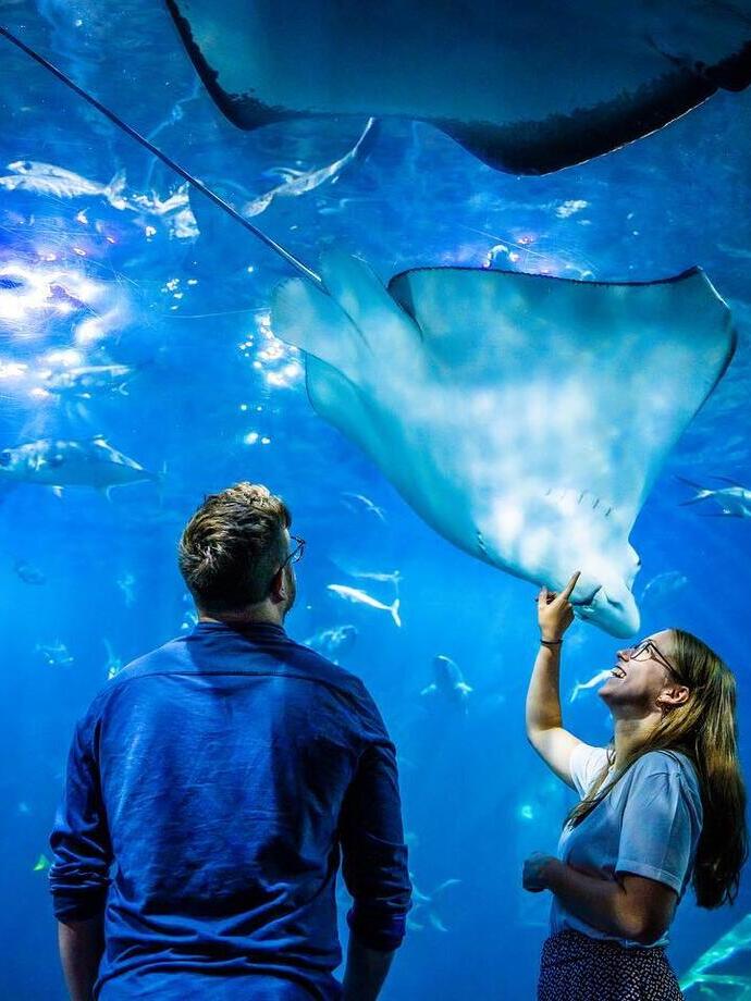 Primavera - Due persone osservano la vita marina al National Marine Aquarium