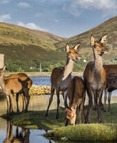 A herd of deer near a lake