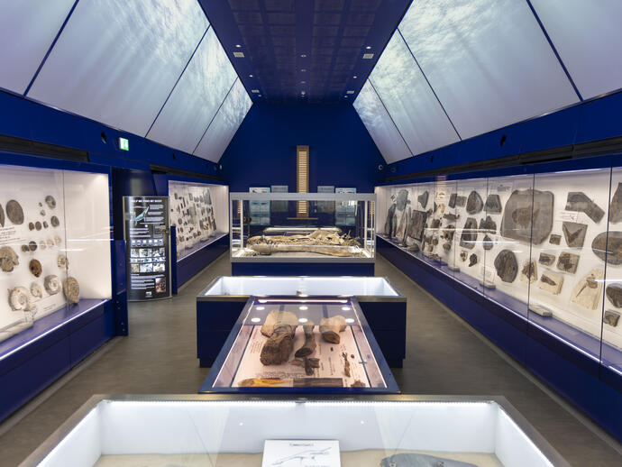 Modern museum gallery with blue walls displaying fossils and prehistoric skeletons in glass cases.