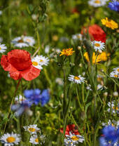 Wild flowers in the walled garden Helmsley, North Yorkshire