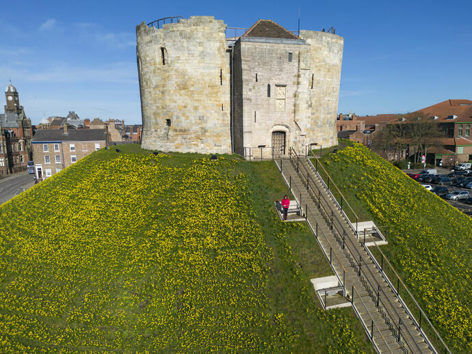 Daffodils at Clifford’s Tower, York