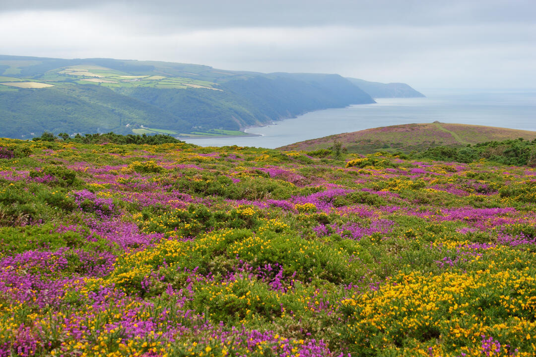 Looking across wild heather and gorse towards the coast