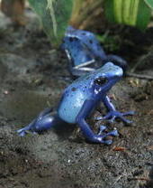 Bright blue poison dart frogs on damp soil with green plants in the background, highlighting rainforest habitat.
