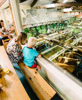 A tour group watching cows being milked at Low Sizergh Barn