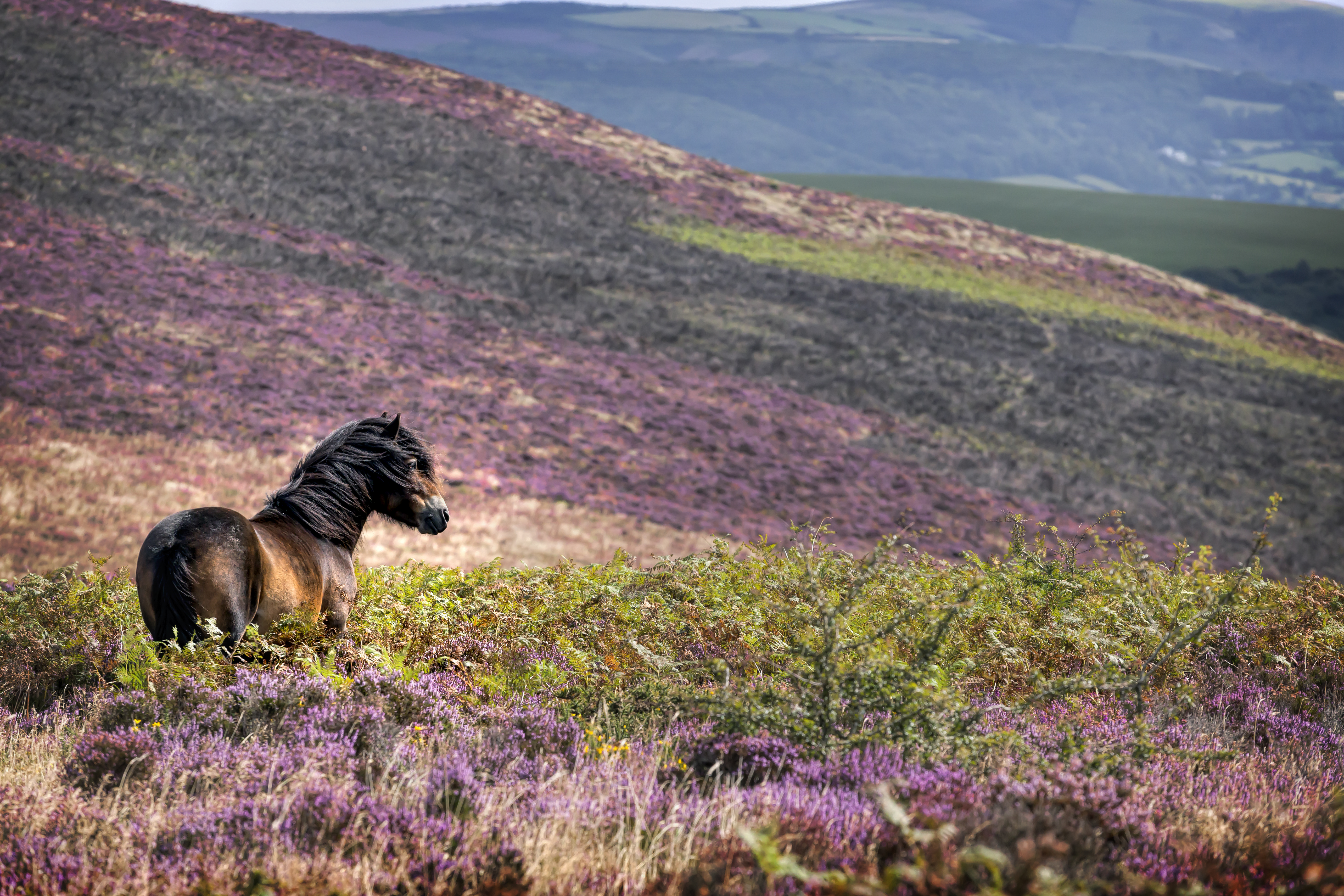 A wild pony standing in the heather on the side of a hill.