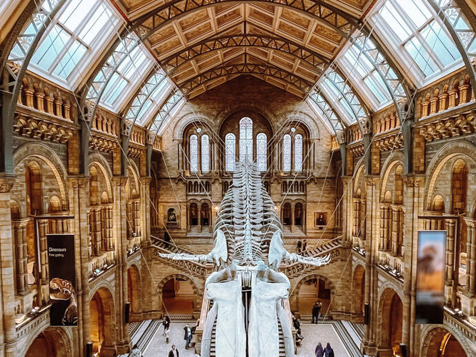 Großes Dinosaurierskelett hängt in einer großen Museumshalle mit hohen Fenstern und Decke.