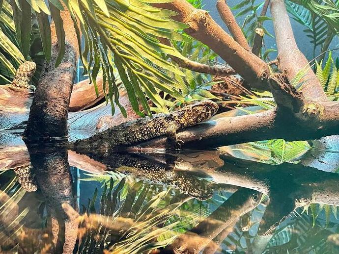 Reptile House, London Zoo