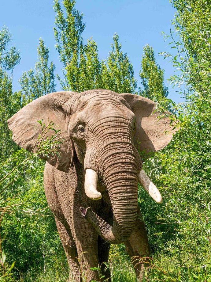 An elephant between bushes