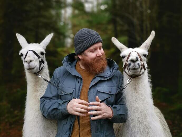 Un homme barbu portant un bonnet en laine tenant deux alpagas blancs
