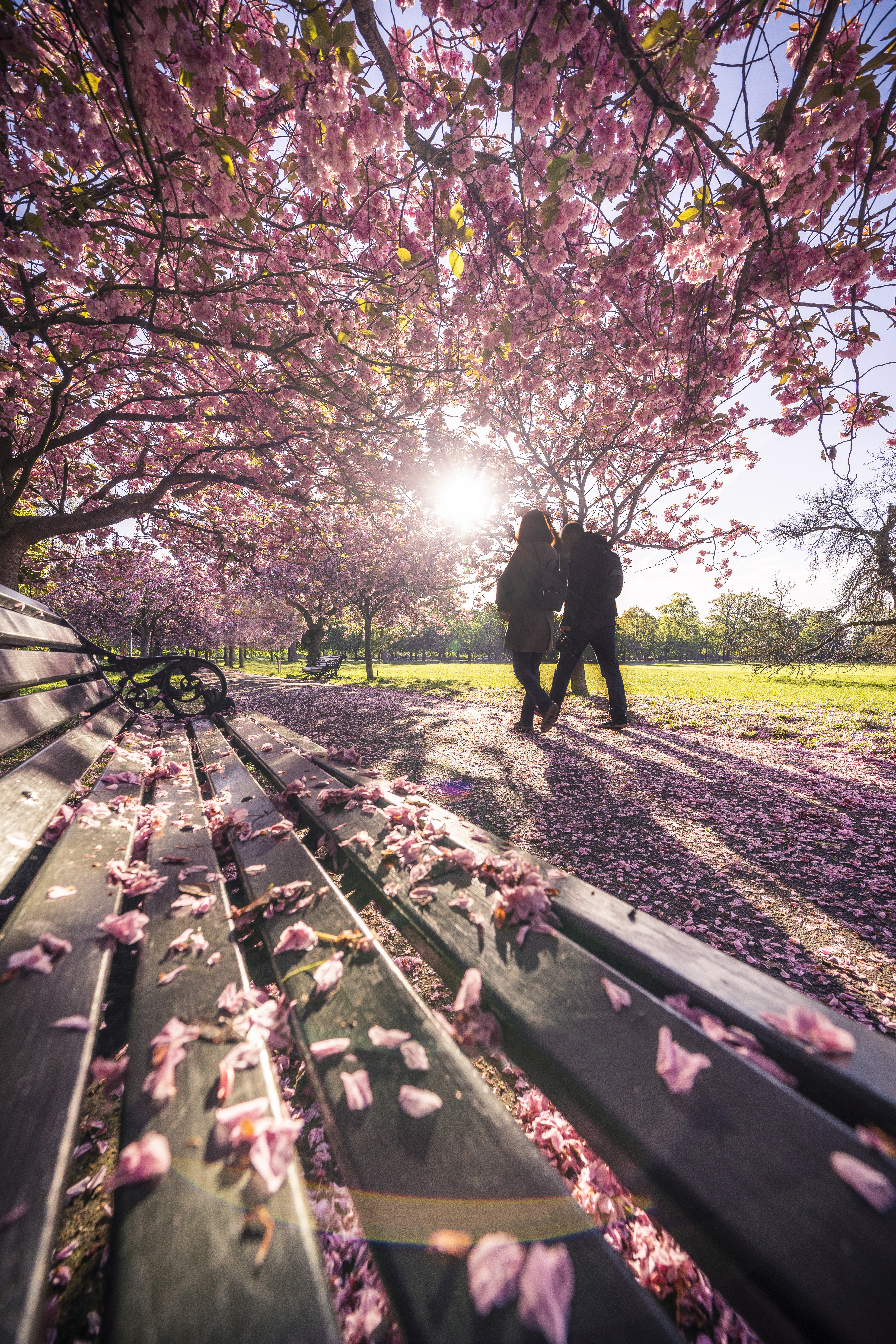 Man and woman walking in a park with pink spring blossom on the trees
