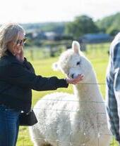 Woman feeding an alpaca