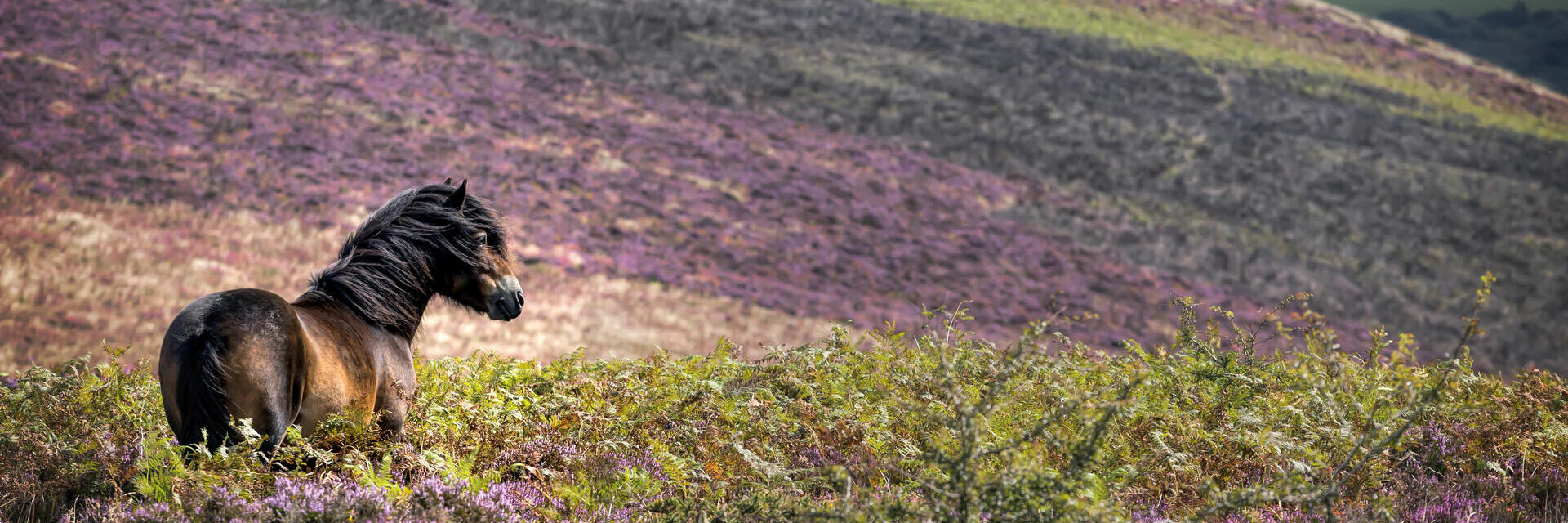 Ein Pferd, das durch lila Heidekraut auf dem Land streift.