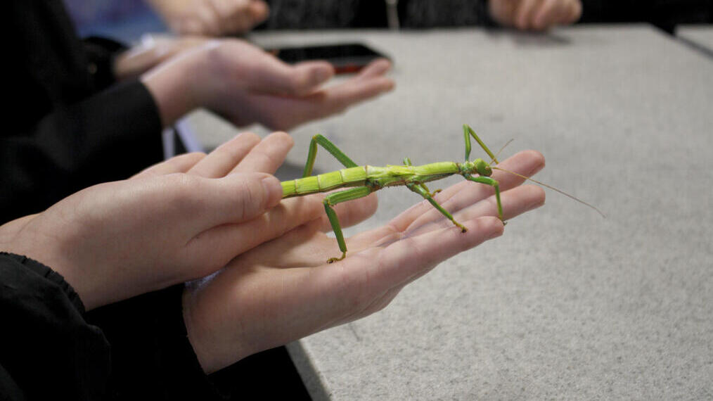 Granja de insectos del Dr. Beynon