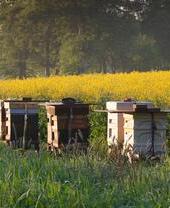 A Row of Beehives Stand at the Edge of a Field of Oilseed Rape in the Aberdeenshire Countryside