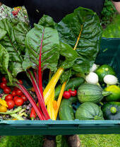 Garden organic, vegetable harvest