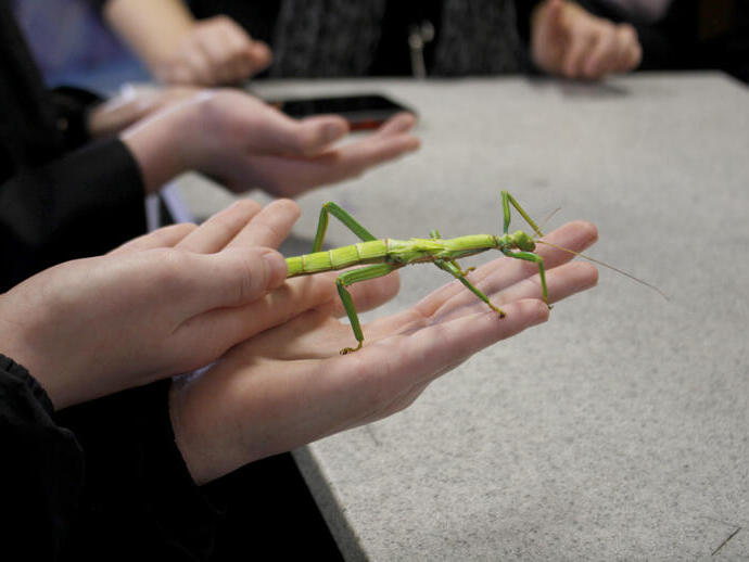 La fattoria degli insetti del dottor Beynon