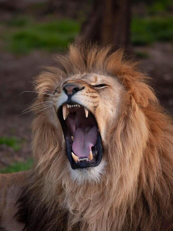 A lion roaring in a Safari Park.