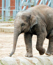 Cría de elefante en el zoológico de Blackpool.