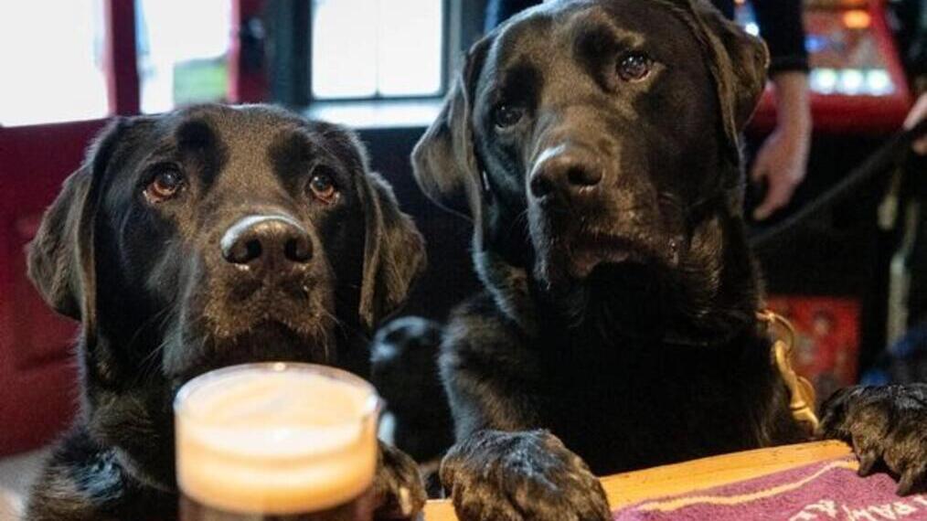 Two black labradors with a pint at The Ship Inn bar