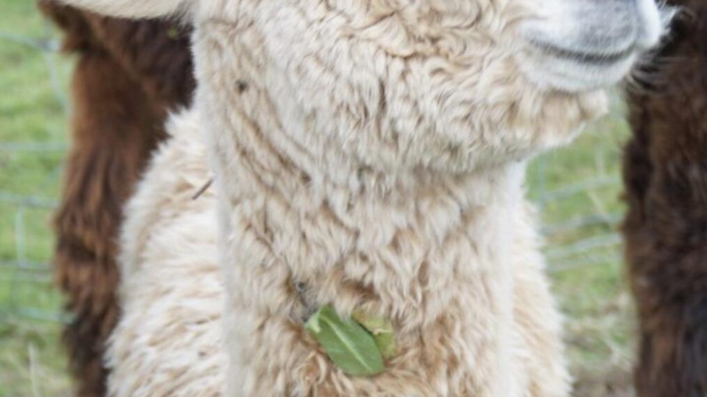 Portrait d'un bébé alpaga blanc.