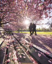 Man and woman walking in a park with pink spring blossom on the trees