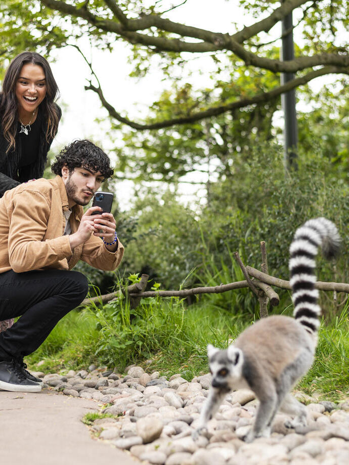 Two people taking a picture of a ring-tailed lemur in Chester Zoo