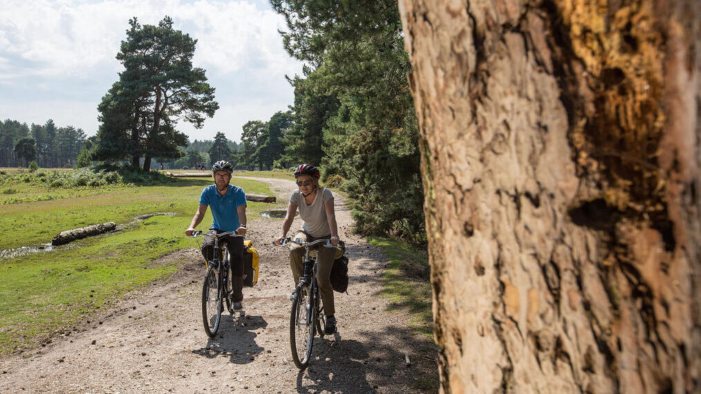 Deux personnes à vélo passant devant un arbre sur un sentier dans la New Forest.