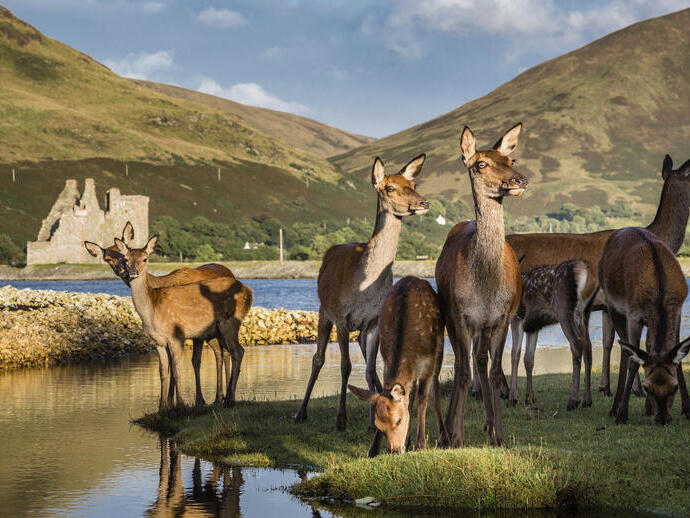 A herd of deer near a lake