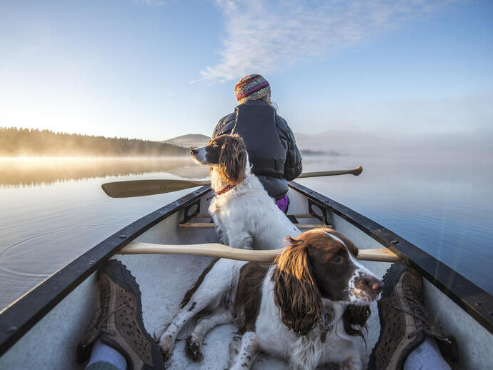 Woman in a rowing boat with two dogs on a lake