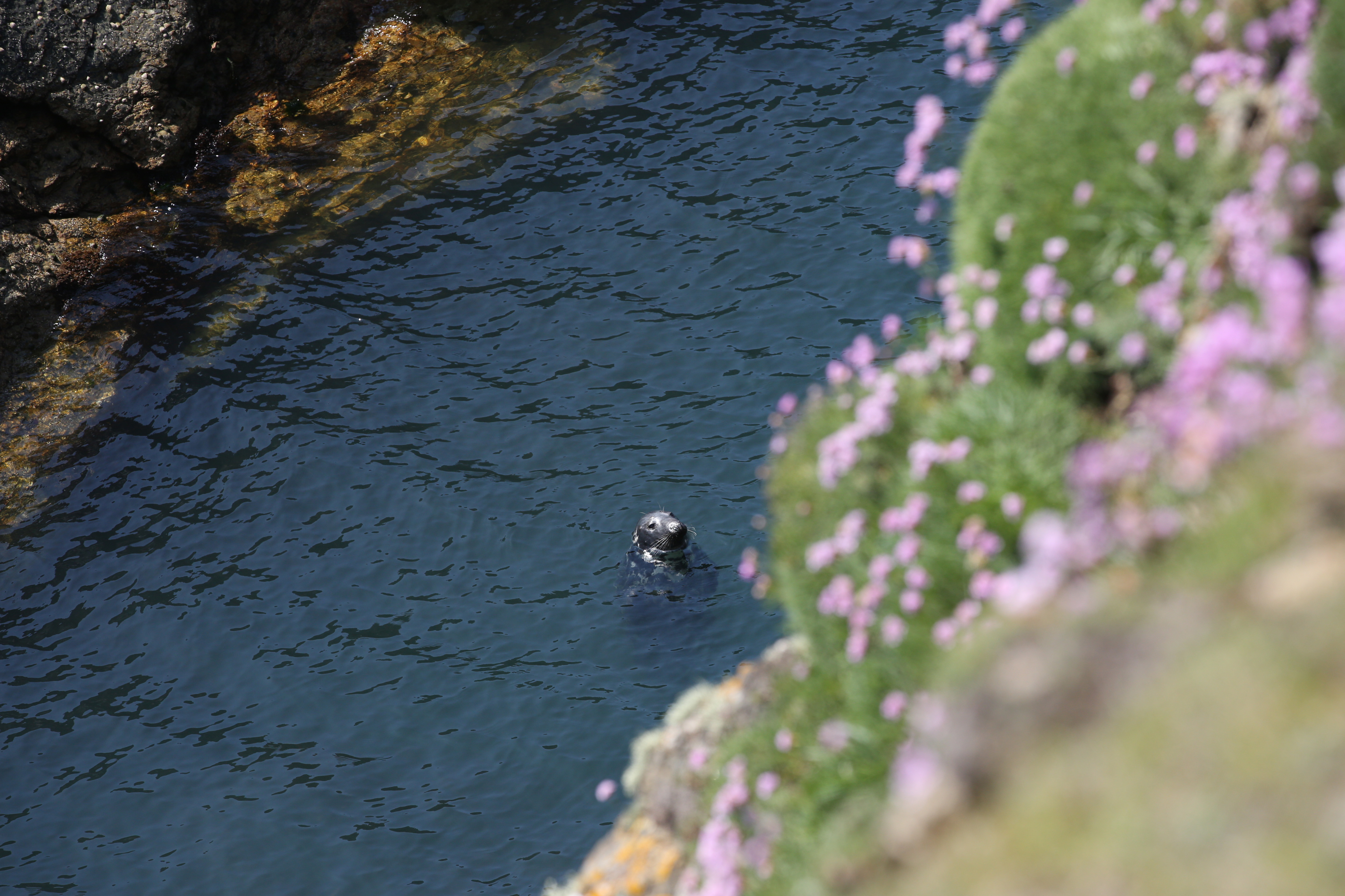 Eine Robbe im Wasser vor der Küste von Bardsey Island