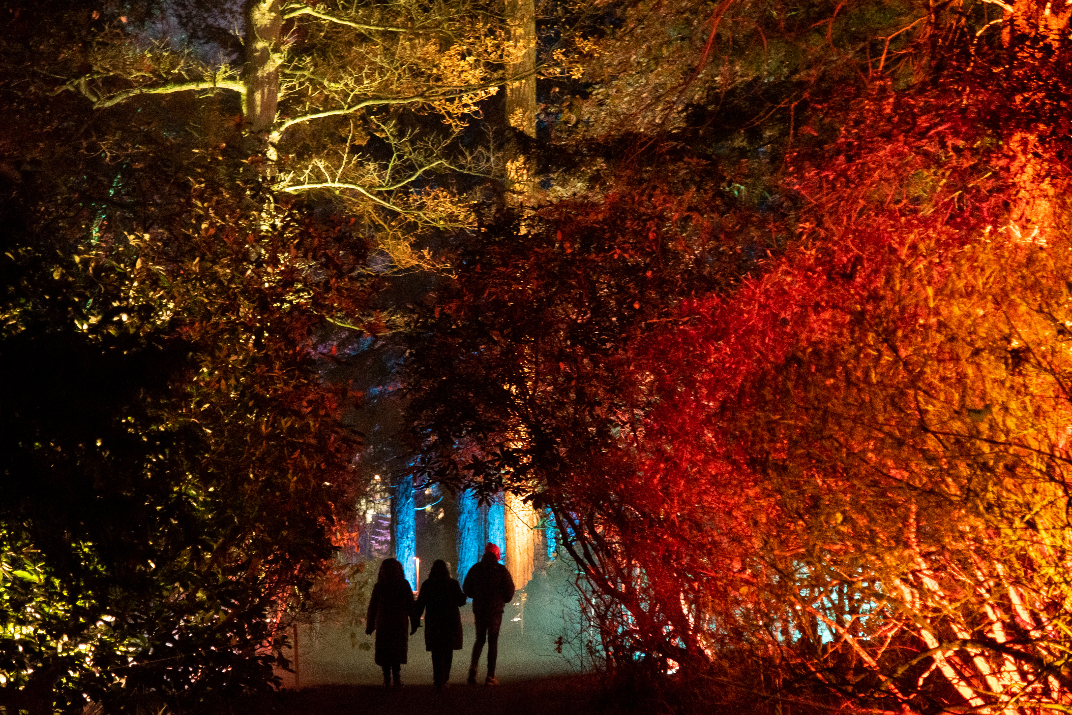 Drei Menschen, die unter einem Bogen aus beleuchteten Bäumen zu weiteren Lichtinstallationen im Wald bei Enchanted Weston im Western Park, Shropshire, gehen