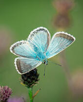 A blue butterfly perched on top of a purple flower, with a blurred green background.