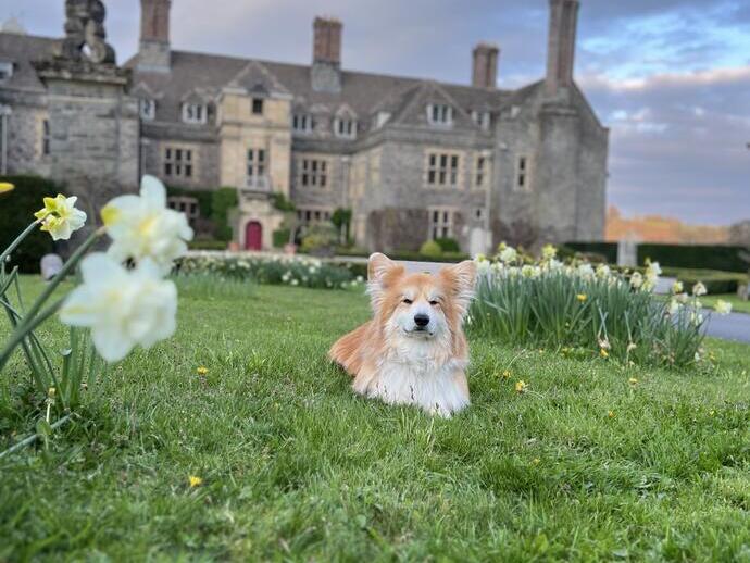 Cane seduto sul prato davanti a un hotel