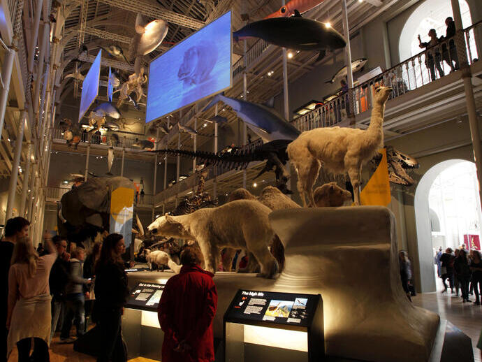Des visiteurs regardent des expositions de taxidermie représentant un ours polaire et un lama dans une grande salle d'un musée.
