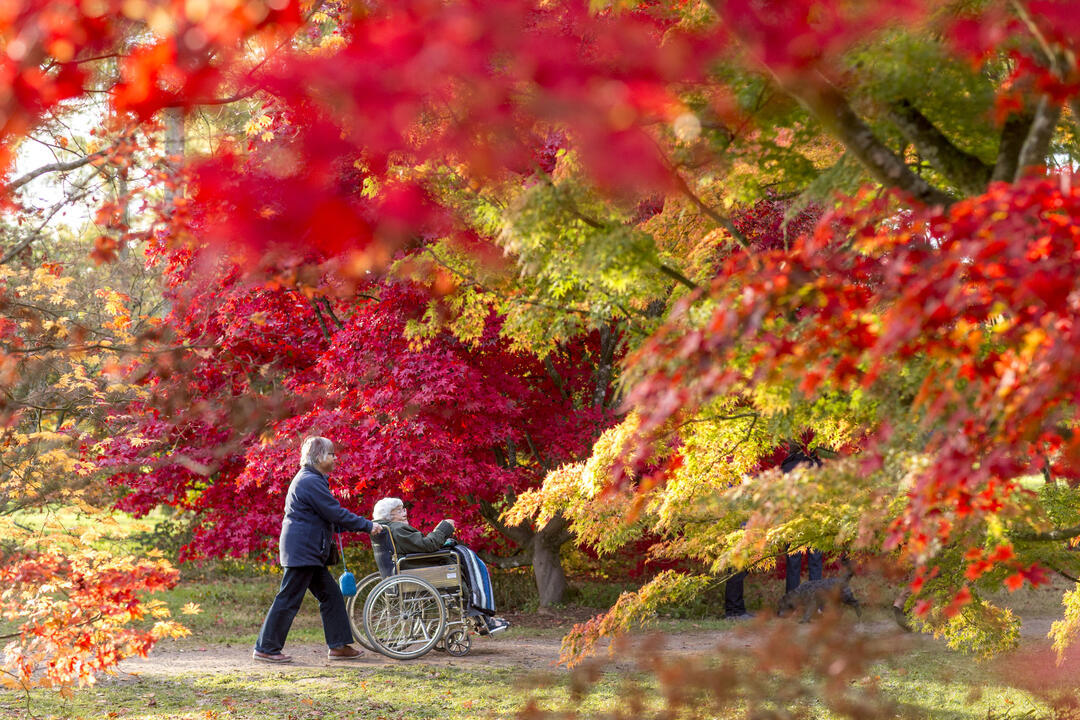 Person pushing an elderly on wheelchair in an arboretum in autumn