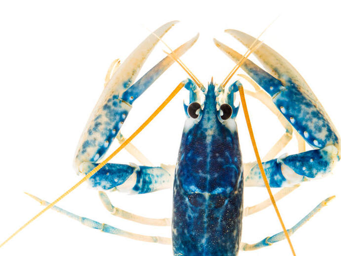 A close up view of a common lobster at the National Lobster Hatchery