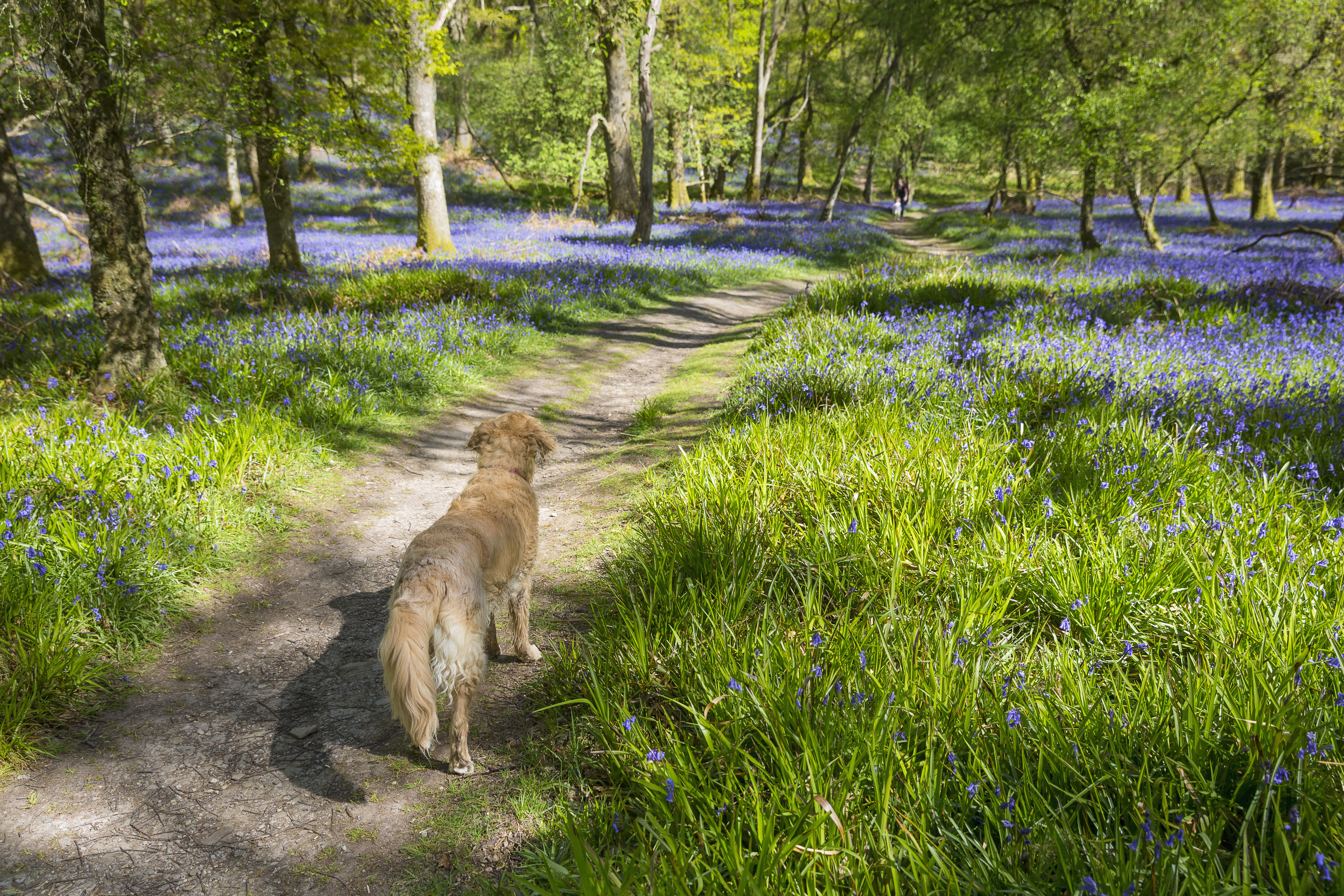 Bluebells in springtime on Inchcailloch - an island on Loch Lomond just a short distance from Balmaha.