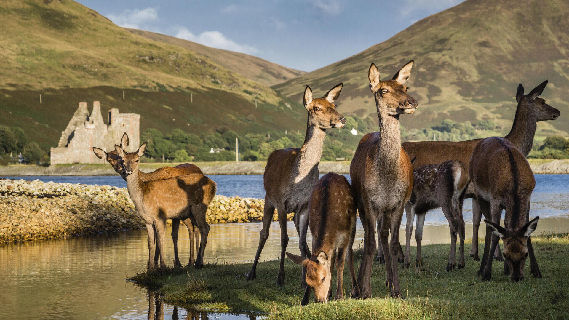A herd of deer near a lake