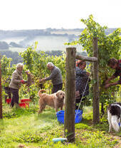 People picking grapes in a vineyard